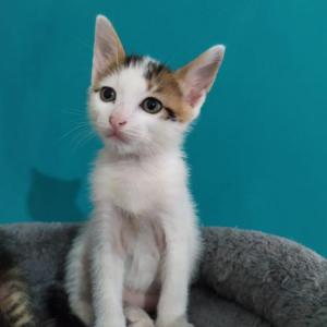 Calico Calico